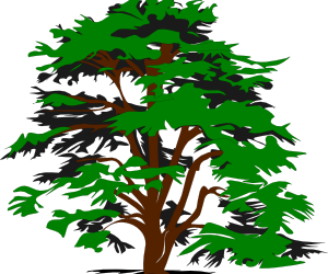 More Than Just A Tree